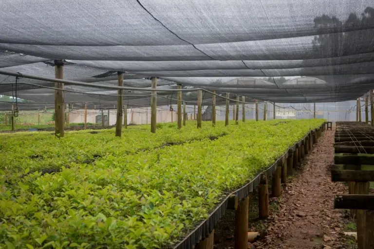 Bolsa de Semillero Perfecta para Proteger y Nutrir tus Plántulas